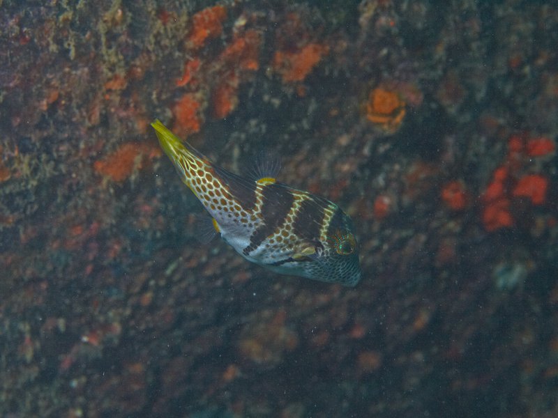 Boxfish, Sabang Wreck